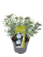 Silvervinda ‘White Passion’ Ø19 cm